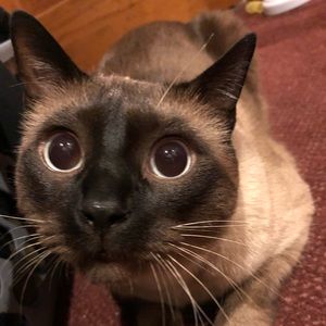 Meet your Posher, Dina